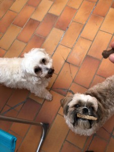 Photo de galerie - Garde chien