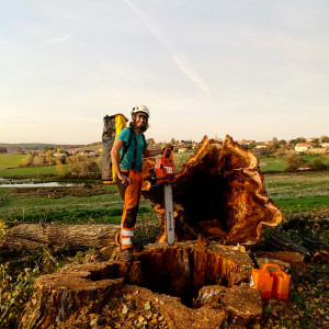 Photo de galerie - Elagage et coupe d'arbres