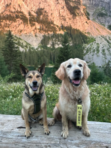 Photo de galerie - Garde chien