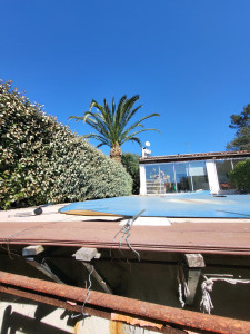 Photo de galerie - Palmier