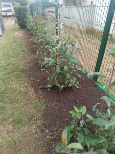 Photo de galerie - Réalisation d'une future haie