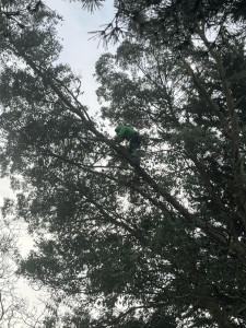 Photo de galerie - Elagage et coupe d'arbres