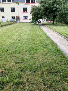 Photo de galerie - Défrichage et nettoyage du jardin