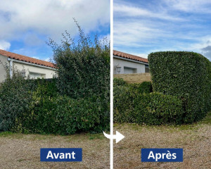 Photo de galerie - Taille de haies 