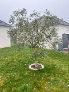 Photo de galerie - Taille d’Olivier 