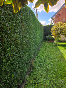 Photo de galerie - Taille de haie