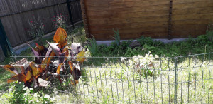 Photo de galerie - Enclos pour tortues