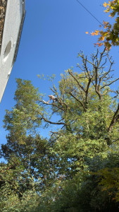 Photo de galerie - élagage 