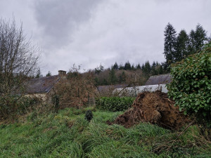 Photo de galerie - Elagage et coupe d'arbres