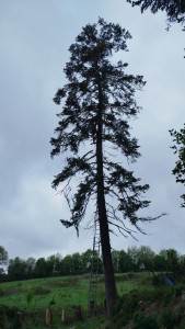 Photo de galerie - Coupe à la corde 