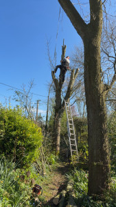 Photo de galerie - Elagage et coupe d'arbres