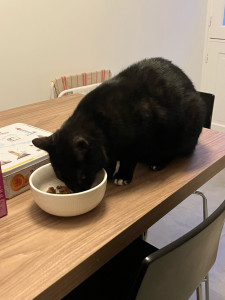 Photo de galerie - Pendant une semaine je me suis occupée du chat d’une amie qui était partie en vacance: lui donner à manger, changer sa litière et son eau et lui faire pleins de câlins !