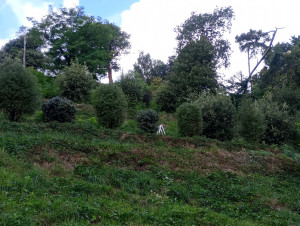 Photo de galerie - Taille d'arbustes.