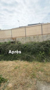 Photo de galerie - élagage d’arbustes 
