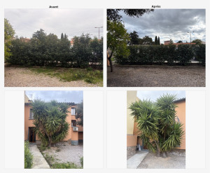 Photo de galerie - Taille de haie, désherbage et effeuillage de yucca 