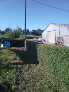 Photo de galerie - Taille d'une petite haie de lonicera nitida 