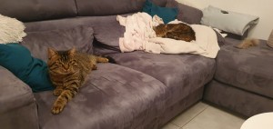 Photo de galerie - Mes deux chats, les rois de la maison