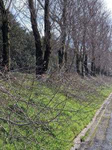 Photo de galerie - Tailler les arbres