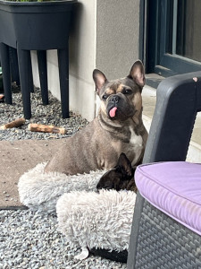 Photo de galerie - Garde de deux semaine petit passage de une heure pour donner de la compagnie a à la pepette ❤️