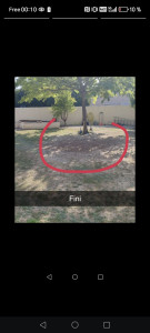 Photo de galerie - Enlèvement de palmier de 10 mètres 