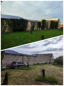 Photo de galerie - Enlèvement de tout le lierre du mur (partit haute) 