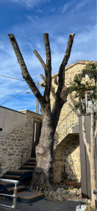 Photo de galerie - élagage 