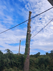 Photo de galerie - Elagage et coupe d'arbres