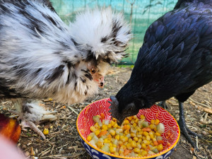 Photo de galerie - Nourrissage des poulettes