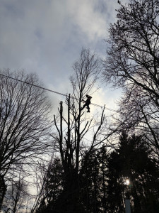 Photo de galerie - Abattage d’arbres avec grimpeur 