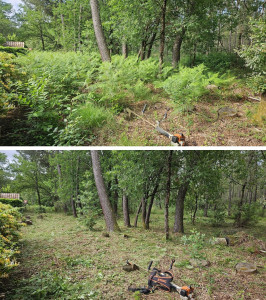 Photo de galerie - Debroussaillage contre les feux de forêts 