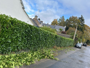 Photo de galerie - Taille de haie