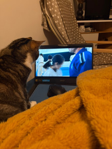 Photo de galerie - Garde de chat à mon domicile 