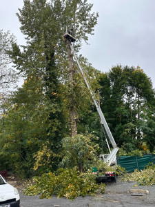Photo de galerie - Coupe d’arbre dangereux 