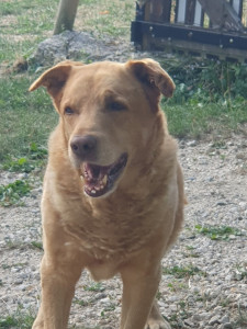 Photo de galerie - Nourrir, promener et caresser un chien à St Sulpice