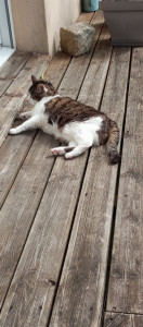 Photo de galerie - Garde chat