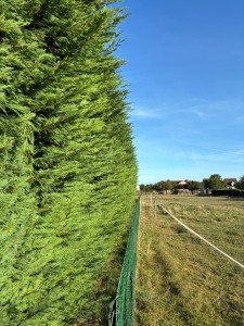 Photo de galerie - Taille de haies 