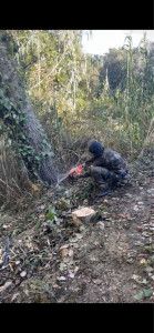 Photo de galerie - Abattage d'un peuplier au pied.