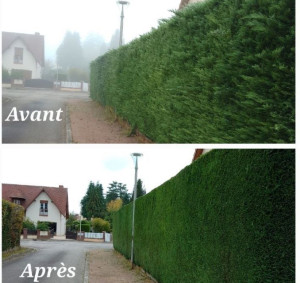 Photo de galerie - Taille de haie avant après de thuya