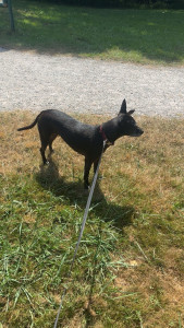 Photo de galerie - Garde chien