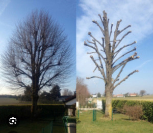 Photo de galerie - Elagage et coupe d'arbres
