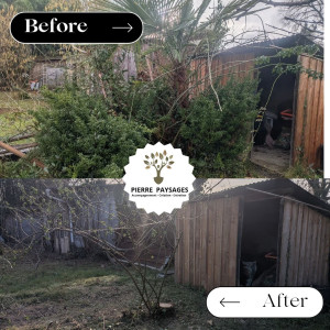 Photo de galerie - Nettoyage d'un rosier disparu . 