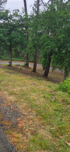 Photo de galerie - Nettoyage foret 