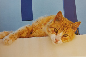 Photo de galerie - Chat roux gardé 3 semaines