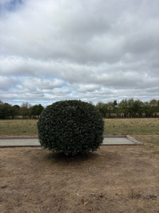 Photo de galerie - Taille d’un chêne vert 