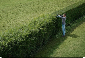 Photo de galerie - L'art de la taille de haies, une compétence essentielle en jardinage, sculptant avec précision chaque buisson pour créer des lignes nettes et esthétiques qui définissent et embellissent l'espace vert.