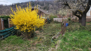 Photo de galerie - Tonte de pelouse - Débroussaillage