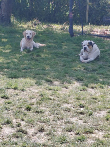 Photo de galerie - Garde chien
