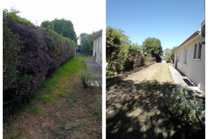 Photo de galerie - Enlèvement de haie