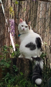 Photo de galerie - J’aime les animaux et pourquoi pas visiter votre minou pendant vos vacances 