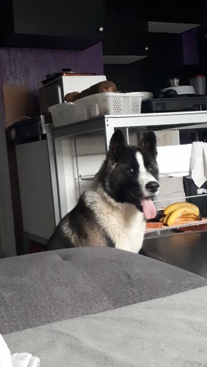 Photo de galerie - Garde chien